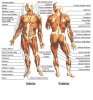 Diagram_of_Muscular_System.jpg